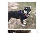 Adopt Luna a Black Siberian Husky / Mixed dog in joppa, MD (37197231)