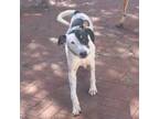 Adopt Louis III a White - with Tan, Yellow or Fawn Pointer / Mixed dog in joppa