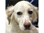 Adopt Sassy a Brown/Chocolate English Setter / Mixed dog in Martinsville