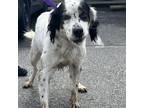 Adopt Tyson a Black English Setter / Mixed dog in Martinsville, VA (37193610)