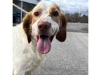 Adopt Buster a Brown/Chocolate English Setter / Mixed dog in Martinsville