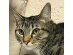 Adopt Tiger a Gray or Blue Domestic Shorthair / Mixed cat in Las Cruces