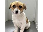 Adopt Penny a White - with Tan, Yellow or Fawn Jack Russell Terrier / Mixed dog