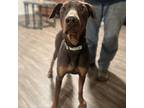 Adopt Valentino a Doberman Pinscher / Mixed dog in Fresno, CA (37197392)