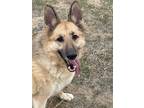 Adopt ROMY a Tan/Yellow/Fawn - with Black German Shepherd Dog / Mixed dog in