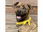 Adopt Gumbo 23666 a Brindle American Staffordshire Terrier / Mixed dog in