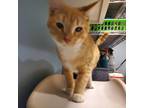 Adopt Tango a Orange or Red Domestic Shorthair / Mixed cat in Chattanooga