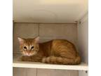 Adopt Mike a Orange or Red Domestic Shorthair / Mixed cat in Chattanooga