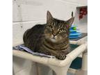Adopt Delilah a Brown or Chocolate Domestic Shorthair / Mixed cat in Hopkinton