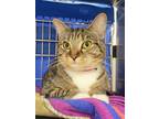 Adopt Tegan a Domestic Shorthair / Mixed cat in Sherwood, OR (37195063)