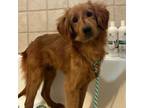 Adopt Obie a Brown/Chocolate Labrador Retriever / Poodle (Standard) / Mixed dog