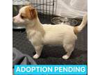 Adopt Maple 2 a White - with Tan, Yellow or Fawn Jack Russell Terrier /