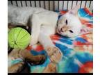 Adopt Perignon a Orange or Red Siamese / Mixed cat in Lakeland, FL (37196999)