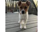 Adopt Zelda a Tan/Yellow/Fawn Jack Russell Terrier / Terrier (Unknown Type