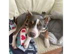 Adopt Maxwell a Tricolor (Tan/Brown & Black & White) Pit Bull Terrier / Mixed