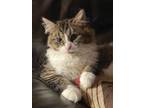Adopt Mitzi a Brown Tabby Domestic Longhair (long coat) cat in Logan
