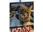 Adopt Vincent Price a Brown Tabby Domestic Shorthair / Mixed (short coat) cat in