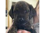 Adopt Spring a Black Labrador Retriever / Mixed dog in Mission, KS (37196875)