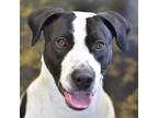 Adopt Chance a White - with Tan, Yellow or Fawn English Pointer / Mixed Breed