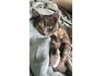 Adopt Cardi a Calico or Dilute Calico Calico / Mixed (short coat) cat in