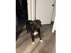 Adopt Ripley a Black - with White American Staffordshire Terrier / Mixed dog in