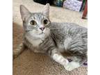Adopt Polly Pawket a Gray or Blue Domestic Shorthair / Mixed cat in Gibsonia