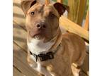 Adopt Drexel a Brindle American Pit Bull Terrier / Mixed dog in Farmersville
