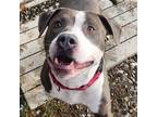 Adopt Apollo a Gray/Silver/Salt & Pepper - with Black Pit Bull Terrier / Mixed