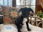 Adopt Whitt meet 2/3 a Black - with White Labrador Retriever / Mixed dog in East