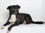 Adopt BADGER a Black Border Collie / Mixed dog in Oroville, CA (37196343)