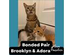 Adopt Brooklyn & Adora a Brown Tabby Domestic Shorthair (short coat) cat in