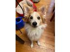 Adopt Chester a White - with Red, Golden, Orange or Chestnut American Eskimo Dog