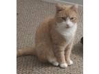 Adopt Cheeto a Orange or Red Tabby Domestic Shorthair / Mixed cat in Ronkonkoma