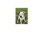 Adopt Dexter a White - with Brown or Chocolate American Pit Bull Terrier / Mixed