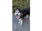 Adopt Bruce a Black - with White Alaskan Malamute / Mixed dog in Sunnyvale