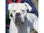 Adopt Cheeto a Boxer / Mixed dog in Denver, CO (37196500)