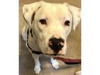 Adopt Luann a Boxer dog in Denver, CO (37196499)