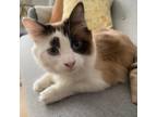 Adopt Liza a White (Mostly) Snowshoe / Mixed cat in Staten Island, NY (37196404)