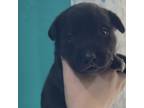 Adopt Olive a Black Labrador Retriever / Mixed Breed (Medium) / Mixed dog in