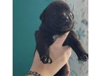 Adopt Indigo a Black Labrador Retriever / Mixed Breed (Medium) / Mixed dog in