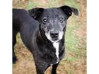 Adopt Scarlett a Black Labrador Retriever / Mixed Breed (Medium) / Mixed dog in
