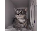 Adopt Gray a Gray or Blue Domestic Shorthair / Mixed cat in Philadelphia
