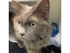 Adopt Sage FKA (Pumpkin) a Gray or Blue Domestic Longhair / Mixed cat in