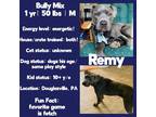 Adopt Remy a Red/Golden/Orange/Chestnut - with White American Staffordshire