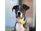 Adopt Callie a Catahoula Leopard Dog dog in Vail, AZ (37196388)