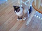 Adopt Blue a Black & White or Tuxedo Ragdoll / Mixed (medium coat) cat in