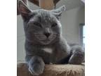 Adopt Charles a Gray or Blue Maine Coon (short coat) cat in Upper Saddle River