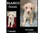 Adopt Blanco meet 2/3 a Tan/Yellow/Fawn Labrador Retriever / Mixed dog in East