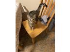 Adopt Tuffy a Spotted Tabby/Leopard Spotted Domestic Shorthair cat in New