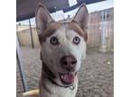 Adopt Chinook (mcas) a Siberian Husky / Mixed dog in Troutdale, OR (37196109)
